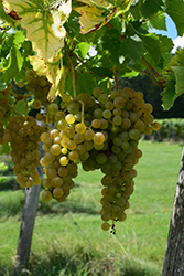 Seyval Blanc Grape (Vitis 'Seyval Blanc') at Stonegate Gardens