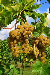 Seyval Blanc Grape (Vitis 'Seyval Blanc') at Lakeshore Garden Centres