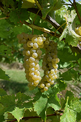 Vidal Blanc Grape (Vitis 'Vidal Blanc') at A Very Successful Garden Center