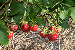 Wendy Strawberry (Fragaria 'Wendy') at A Very Successful Garden Center