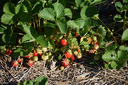 Jewel Strawberry (Fragaria 'Jewel') at A Very Successful Garden Center