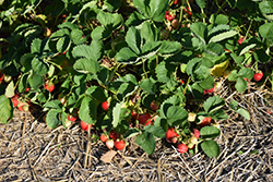 Cavendish Strawberry (Fragaria 'Cavendish') at Lakeshore Garden Centres