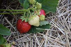 Valley Sunset Strawberry (Fragaria 'Valley Sunset') at A Very Successful Garden Center