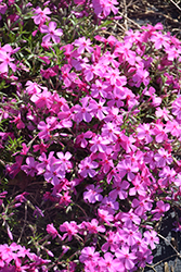 Spring Dark Pink Moss Phlox (Phlox subulata 'Spring Dark Pink') at Stonegate Gardens