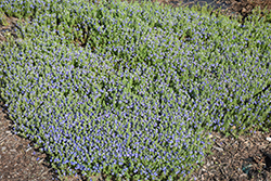 Tidal Pool Speedwell (Veronica 'Tidal Pool') at A Very Successful Garden Center