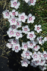 Mountain Frost White Twinkle Pinks (Dianthus 'KonD1060K1') at A Very Successful Garden Center