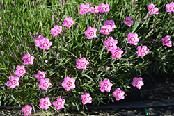 Mountain Frost Pink Twinkle Pinks (Dianthus 'KonD1060K3') at Stonegate Gardens