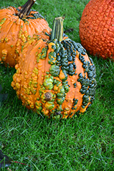 Knuckle Head Pumpkin (Cucurbita pepo 'Knucklehead') at A Very Successful Garden Center
