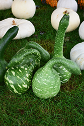 Calabash Gourd (Lagenaria siceraria) at A Very Successful Garden Center
