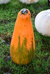 Long Pie Pumpkin (Cucurbita pepo 'Long Pie') at A Very Successful Garden Center