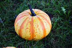 Blaze Pumpkin (Cucurbita pepo var. pepo 'Blaze') at A Very Successful Garden Center