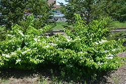 Lanarth Doublefile Viburnum (Viburnum plicatum 'Lanarth') at Lakeshore Garden Centres