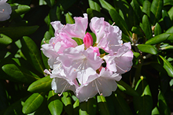 Dorothy Swift Rhododendron (Rhododendron 'Dorothy Swift') at Lakeshore Garden Centres
