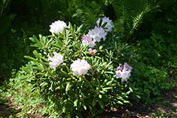 Dorothy Swift Rhododendron (Rhododendron 'Dorothy Swift') at Lakeshore Garden Centres