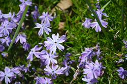 Blue Hills Moss Phlox (Phlox subulata 'Blue Hills') at Stonegate Gardens