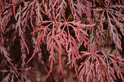 Red Select Japanese Maple (Acer palmatum 'Red Select') at A Very Successful Garden Center