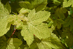 Tricolor Sycamore Maple (Acer pseudoplatanus 'Leopoldii') at A Very Successful Garden Center
