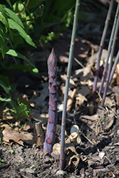 Purple Passion Asparagus (Asparagus 'Purple Passion') at A Very Successful Garden Center