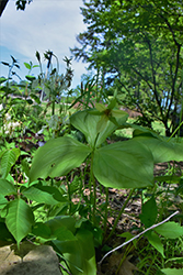 White Trillium (Trillium erectum var. album) at Stonegate Gardens
