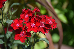 Rockin' Red Pinks (Dianthus 'PAS1141436') at A Very Successful Garden Center