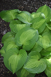 Dance With Me Hosta (Hosta 'Dance With Me') at Stonegate Gardens