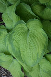 Old Glory Hosta (Hosta 'Old Glory') at A Very Successful Garden Center