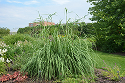Ravenna Grass (Saccharum ravennae) at A Very Successful Garden Center