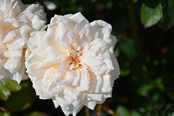 Prairie Star Rose (Rosa 'Prairie Star') at Stonegate Gardens
