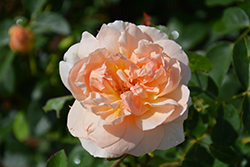 Sutter's Gold Rose (Rosa 'Sutter's Gold') at Stonegate Gardens