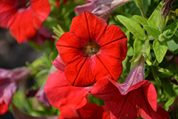 Surfinia Trailing Red Petunia (Petunia 'Surfinia Trailing Red') at A Very Successful Garden Center