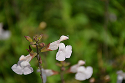 Elmira Sage (Salvia microphylla 'Elmira') at A Very Successful Garden Center