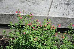 Berkeley Barb Sage (Salvia microphylla 'Berkeley Barb') at A Very Successful Garden Center