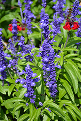 Sallyfun Blue Salvia (Salvia farinacea 'Sallyfun Blue') at Lakeshore Garden Centres