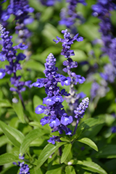 Midnight Candle Salvia (Salvia farinacea 'Midnight Candle') at A Very Successful Garden Center