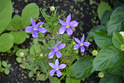 Fizz N Pop Glowing Violet Blue Stars (Isotoma axillaris 'Tmlu 1301') at A Very Successful Garden Center