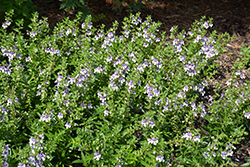 Angelface Wedgewood Blue Angelonia (Angelonia angustifolia 'Angelface Wedgewood Blue') at Lakeshore Garden Centres