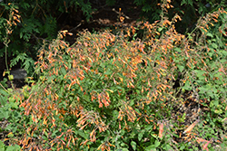 Apricot Sprite Hyssop (Agastache aurantiaca 'Apricot Sprite') at A Very Successful Garden Center