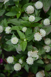 Ping Pong White Globe Amaranth (Gomphrena globosa 'Ping Pong White') at A Very Successful Garden Center