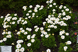Akila Daisy White African Daisy (Osteospermum ecklonis 'Akila Daisy White') at A Very Successful Garden Center