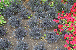 Onyx Red Ornamental Pepper (Capsicum annuum 'Onyx Red') at A Very Successful Garden Center