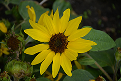 Suntastic Yellow with Black Center (Helianthus 'Suntastic Yellow with Black Center') at Lakeshore Garden Centres