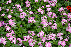 Mega Bloom Pink Halo Vinca (Catharanthus roseus 'Mega Bloom Pink Halo') at A Very Successful Garden Center
