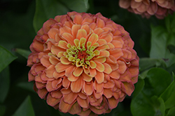 Queeny Lime Orange Zinnia (Zinnia 'Queeny Lime Orange') at A Very Successful Garden Center