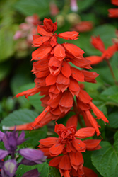 Vista Red Sage (Salvia splendens 'PAS3285') at A Very Successful Garden Center