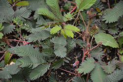 Sensitive Plant (Mimosa pudica) at A Very Successful Garden Center