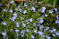 Fountain Blue Lobelia (Lobelia erinus 'Fountain Blue') at A Very Successful Garden Center