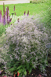 Sea Lavender (Limonium latifolium) at A Very Successful Garden Center