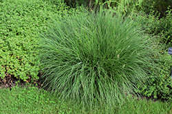 Little Bunny Dwarf Fountain Grass (Pennisetum alopecuroides 'Little Bunny') at A Very Successful Garden Center
