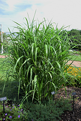 Big Kahuna Maiden Grass (Miscanthus sinensis 'Big Kahuna') at Stonegate Gardens