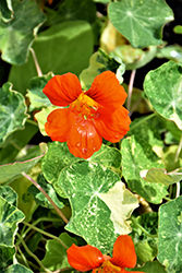 Orange Troika Nasturtium (Tropaeolum majus 'Orange Troika') at A Very Successful Garden Center